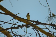 Carduelis carduelis