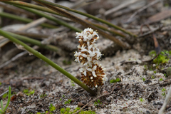 Lomandra juncea