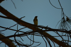Carduelis carduelis