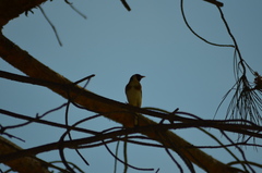 Carduelis carduelis