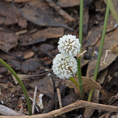 Lomandra juncea