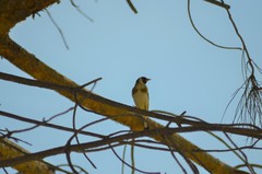Carduelis carduelis
