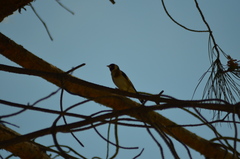 Carduelis carduelis
