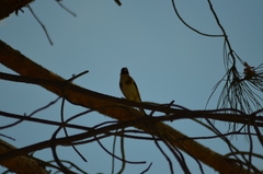Carduelis carduelis