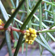 Acacia asparagoides