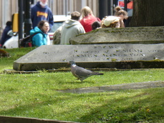Columba palumbus