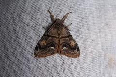 Orgyia pseudotsugata