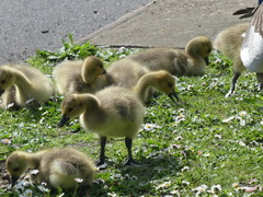 Branta canadensis