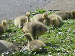 Branta canadensis
