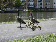 Branta canadensis