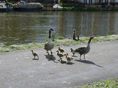 Branta canadensis