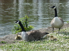 Branta canadensis