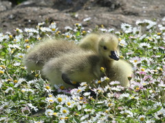 Branta canadensis