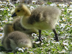 Branta canadensis