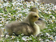 Branta canadensis