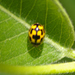 Fourteen-spotted Ladybird - Photo (c) Kent Miller, some rights reserved (CC BY-ND), uploaded by Kent Miller