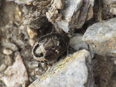 Crocistethus waltlianus