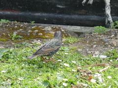 Sturnus vulgaris