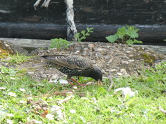 Sturnus vulgaris