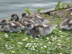 Alopochen aegyptiaca