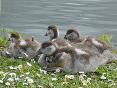 Alopochen aegyptiaca