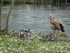 Alopochen aegyptiaca