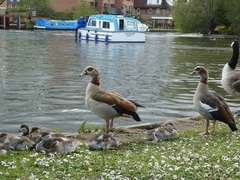 Alopochen aegyptiaca