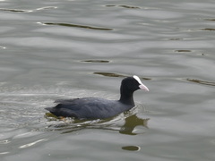 Fulica atra