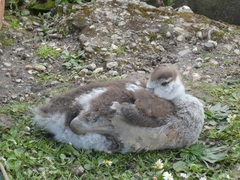 Alopochen aegyptiaca