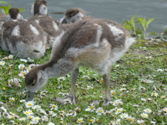 Alopochen aegyptiaca