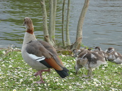 Alopochen aegyptiaca