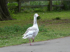 Anser anser domesticus