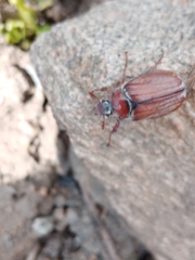 Melolontha hippocastani