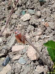 Melolontha hippocastani