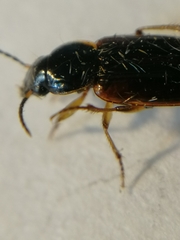 Stenolophus mixtus