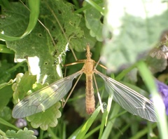 Tipula lunata