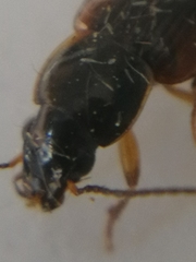 Stenolophus mixtus