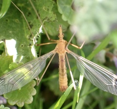 Tipula lunata