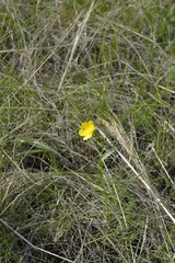 Ranunculus pedatus