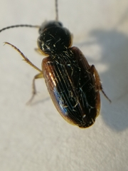 Stenolophus mixtus