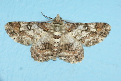 Cleora alienaria