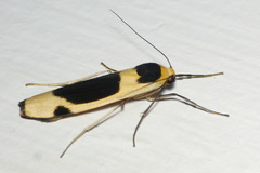 Thysanoptyx