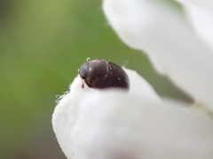 Meligethes denticulatus