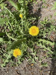 Taraxacum officinale