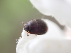 Meligethes denticulatus