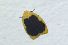 Pseudoblabes oophora