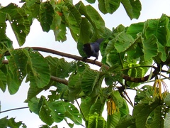 Cyanocorax violaceus