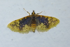 Noctuelia dichroalis