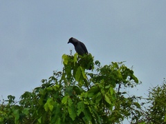Cyanocorax violaceus