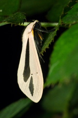 Creatonotos gangis-interrupta agg